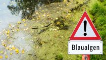 Blaualgen in Bädergewässern